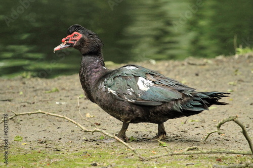 Black muscovy duck  cairina moschata