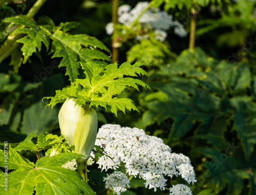 Budding giant hogweed from close photo