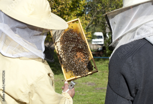 two beekeepers inspect the bees