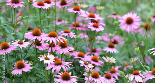 Fototapeta Naklejka Na Ścianę i Meble -  jardin fleuri