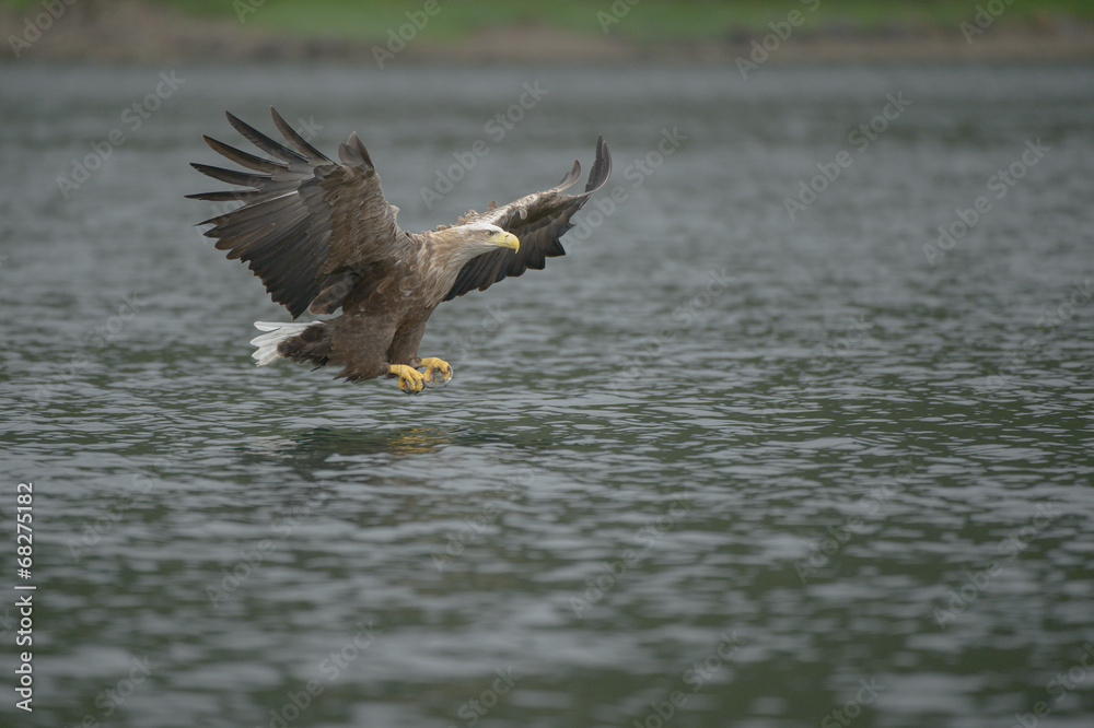 Hunting Sea Eagle