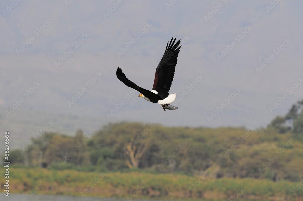 African fish eagle in fly at Naivasha Lake, Kenya African fish eagle in fly at Naivasha Lake, Kenya