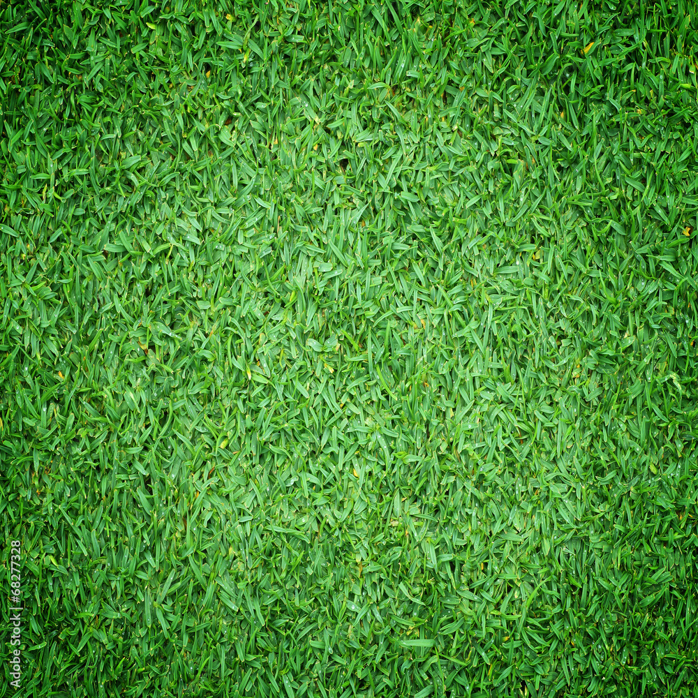 Green grass texture background Green grass texture background