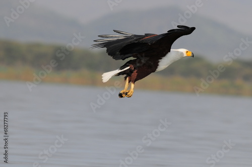 African fish eagle in fly at Naivasha Lake, Kenya