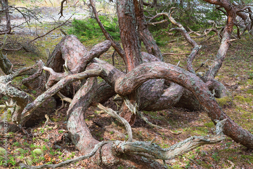 Obraz premium Old Pine tree