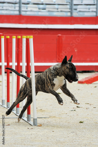 bull terrier in agility