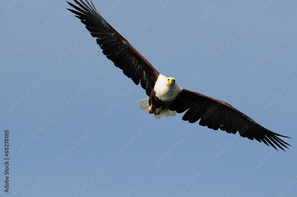 African fish eagle in fly at Naivasha Lake, Kenya African fish eagle in fly at Naivasha Lake, Kenya