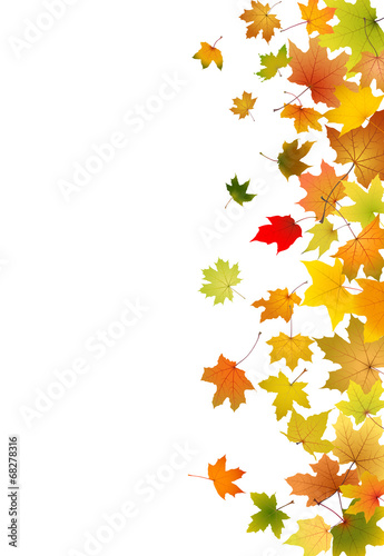 Maple autumn falling leaves, vector illustration.