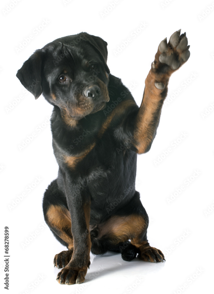 Obraz premium young rottweiler