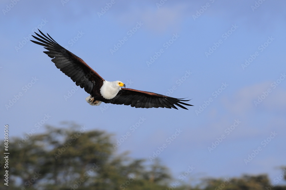 African fish eagle in fly at Naivasha Lake, Kenya African fish eagle in fly at Naivasha Lake, Kenya