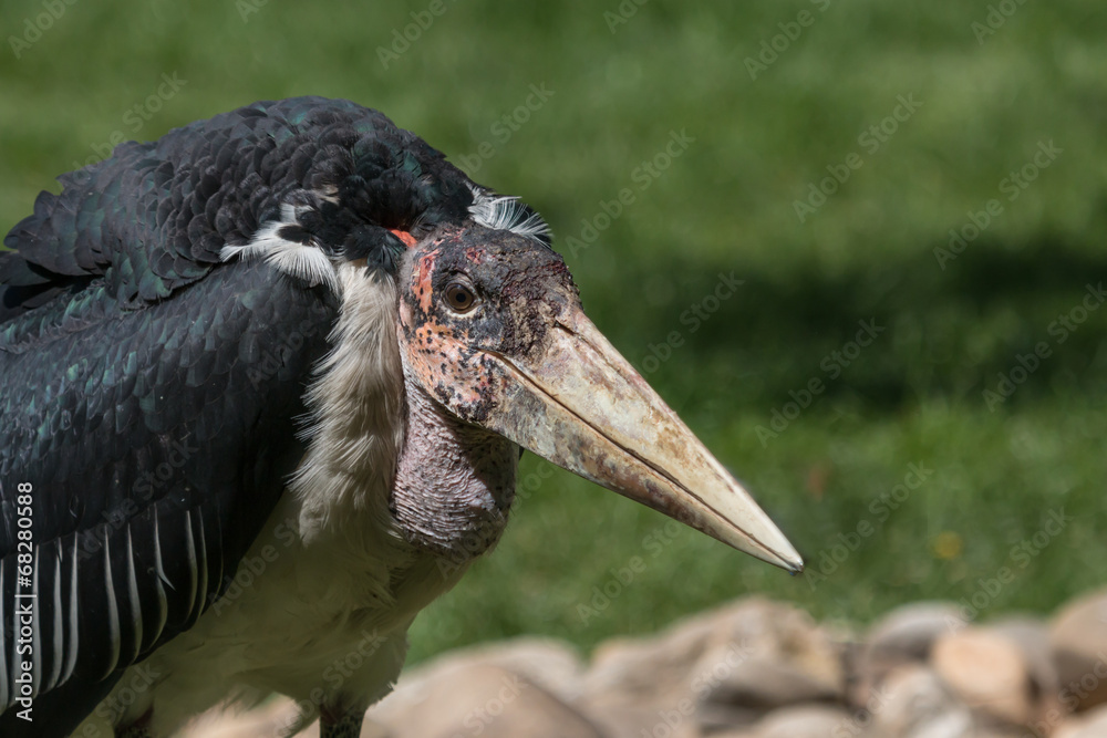 Marabou stork hunting for food