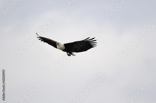 African fish eagle in fly at Naivasha Lake  Kenya