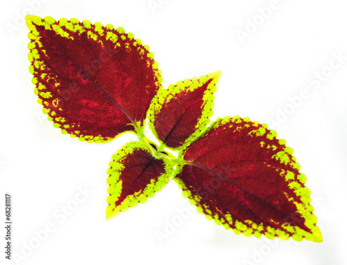 Painted nettle - coleus
