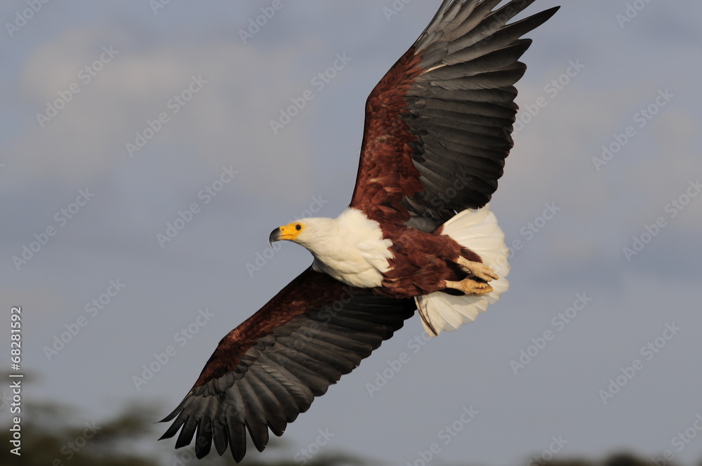 Naklejka premium African fish eagle in fly at Naivasha Lake, Kenya