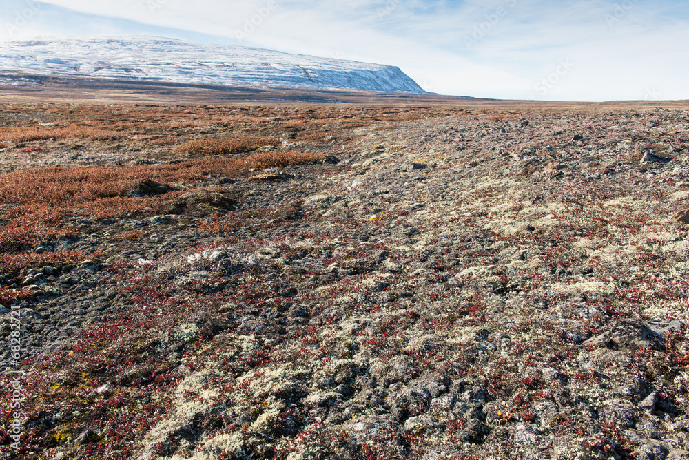 Fototapeten Arctica Arctica - Arktische Landschaft im Sommer #68282721