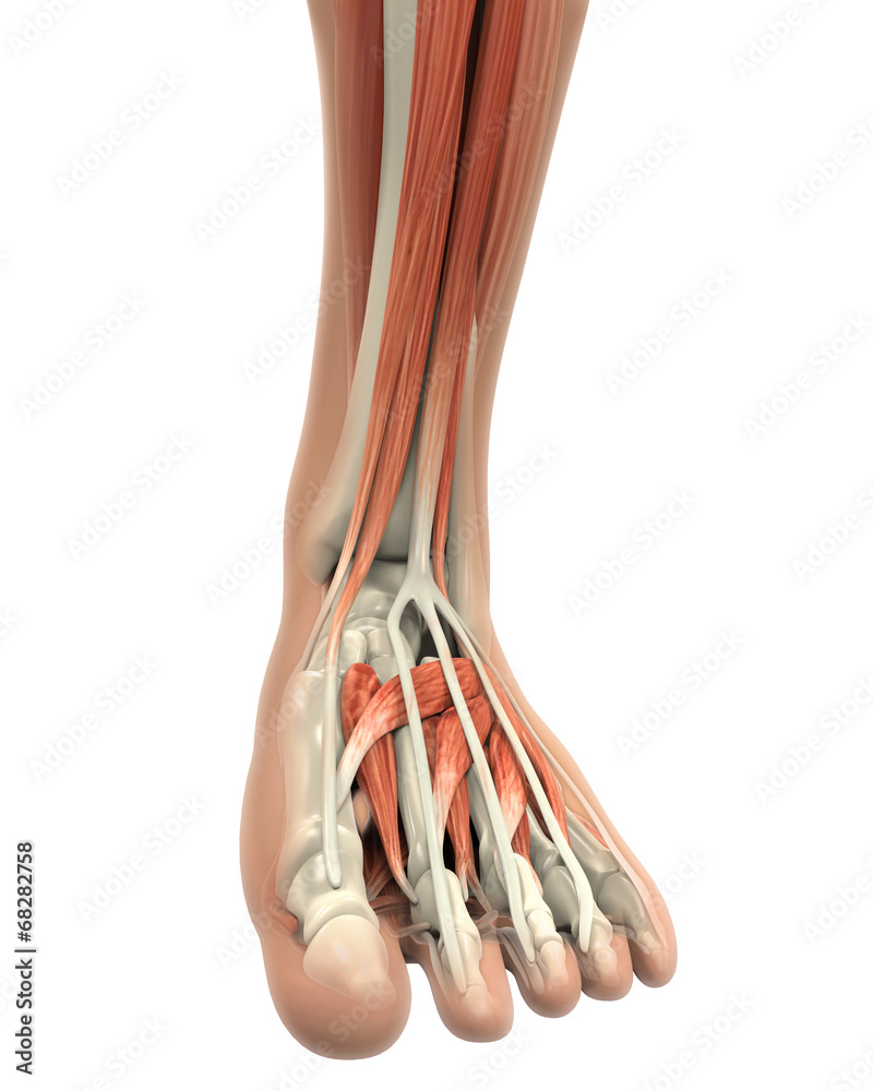 Human Foot Muscles Anatomy Stock Photo Biology Diagrams