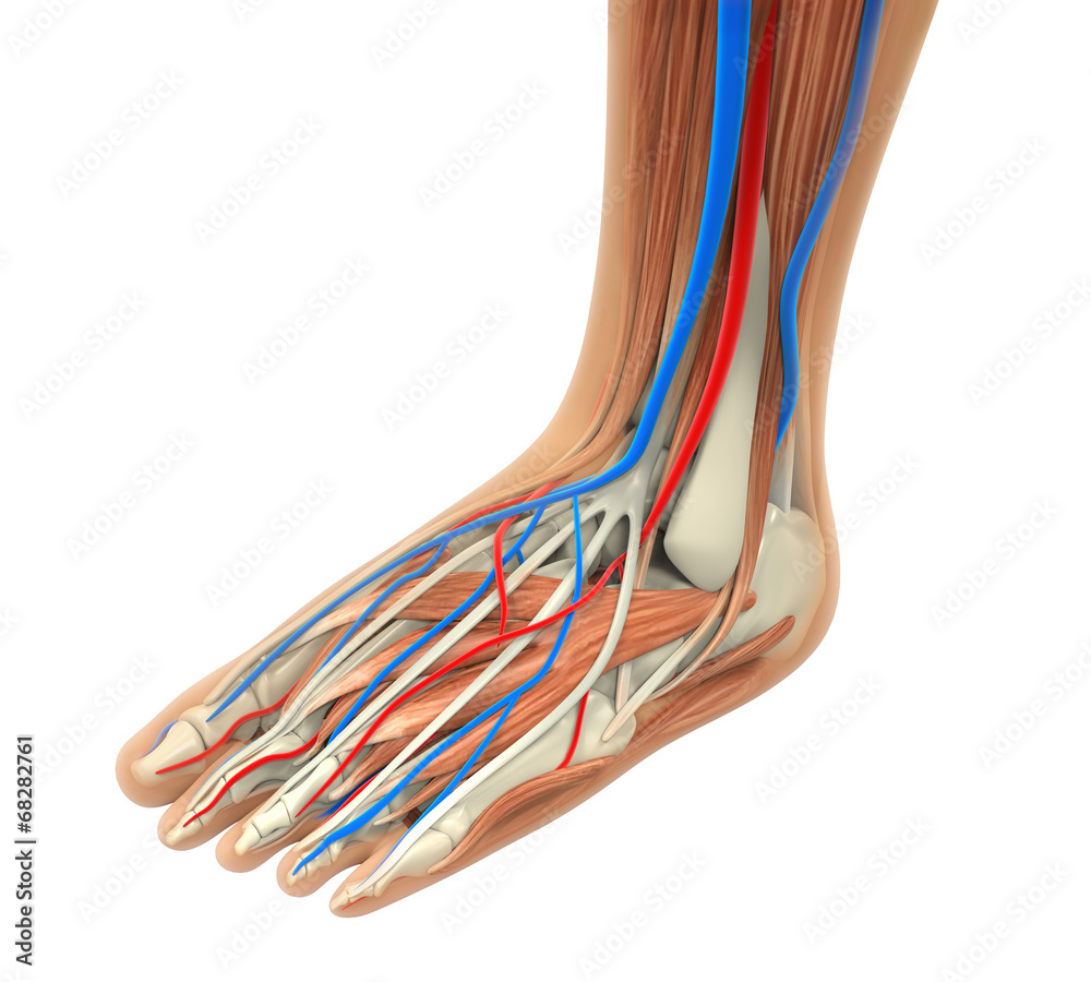 Human Foot Muscles Anatomy Stock Illustration Biology Diagrams