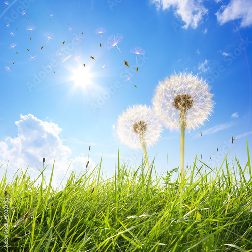 Pusteblumen in der Wiese