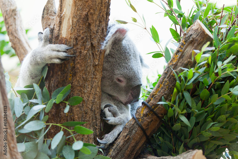 Obraz premium koala a bear sits on a branch of a tree