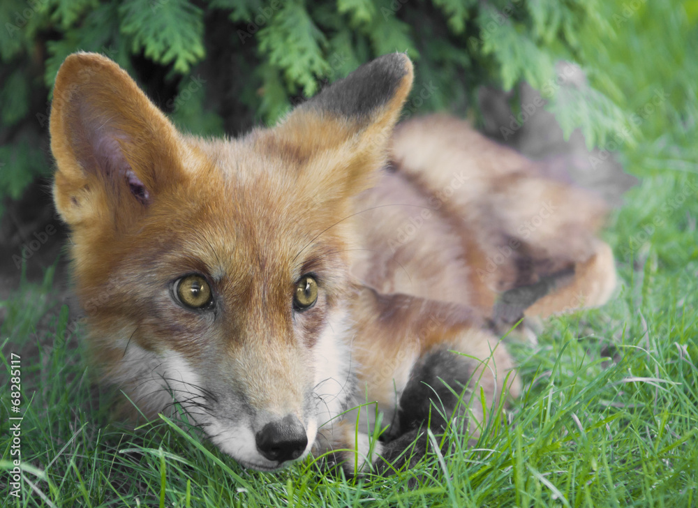 Fototapeta premium fox