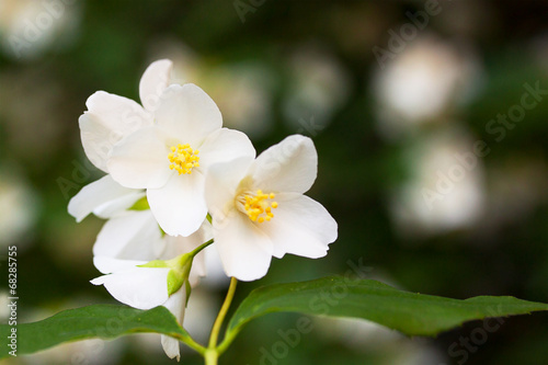 Flowers of jasmine in city garden