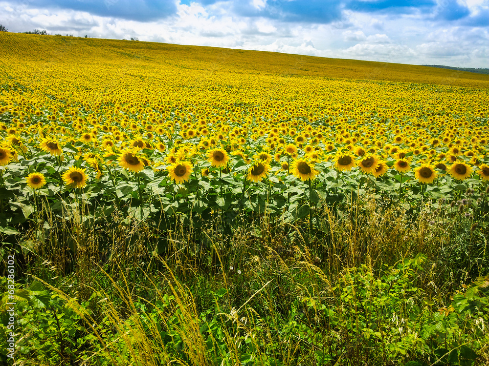 Fototapeta premium Champs de tournesol