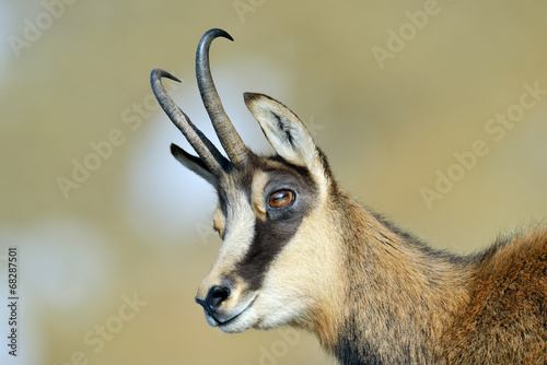 chamois (rupicapra rupicapra)