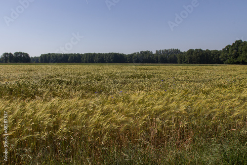 cereal field in summer