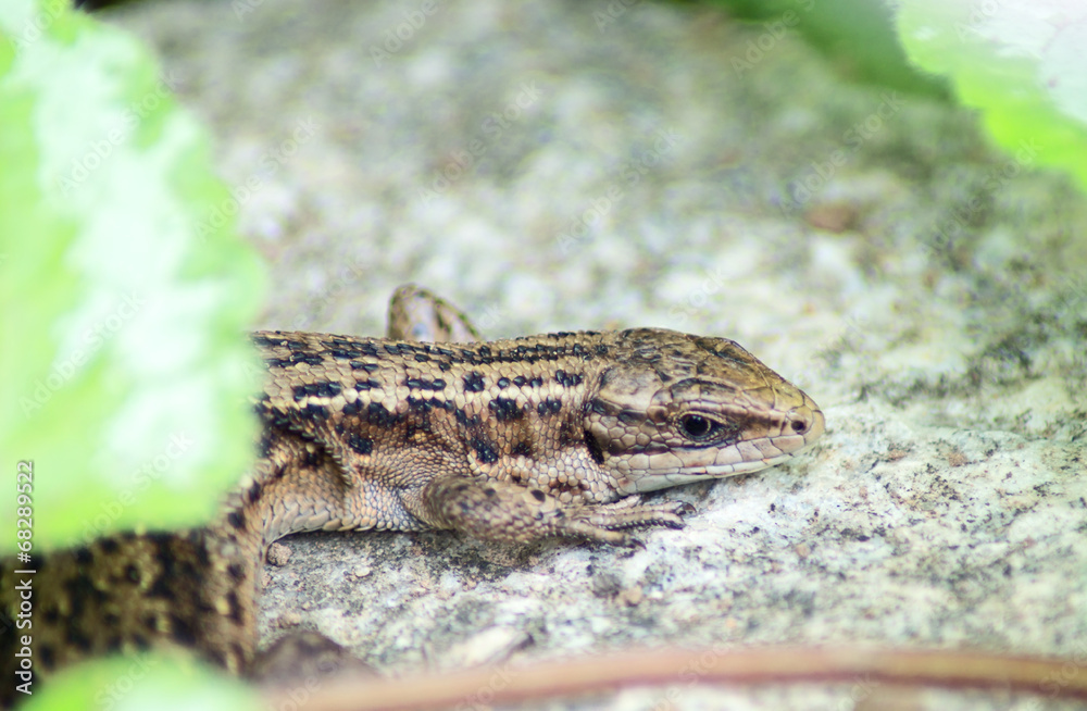 Lizard Lizard