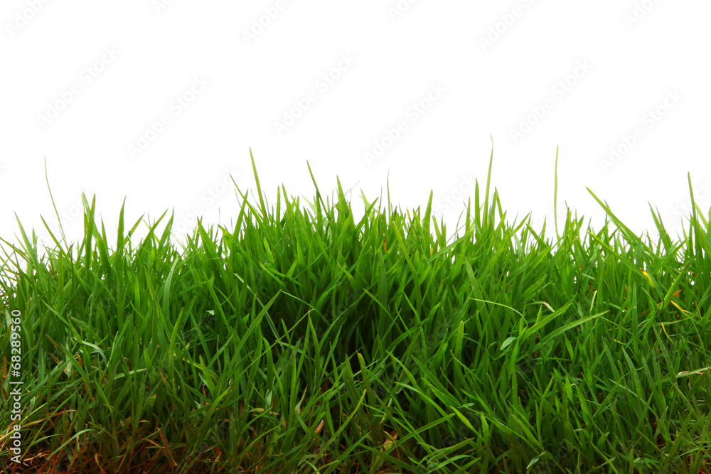 Fototapeta premium Pastwisko