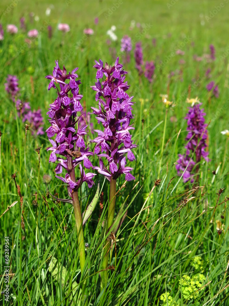 Fototapeta premium Alpine Dactylorhiza, wild orchid growing in the Alps
