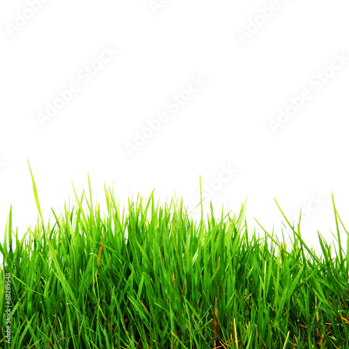 Sommer Gras