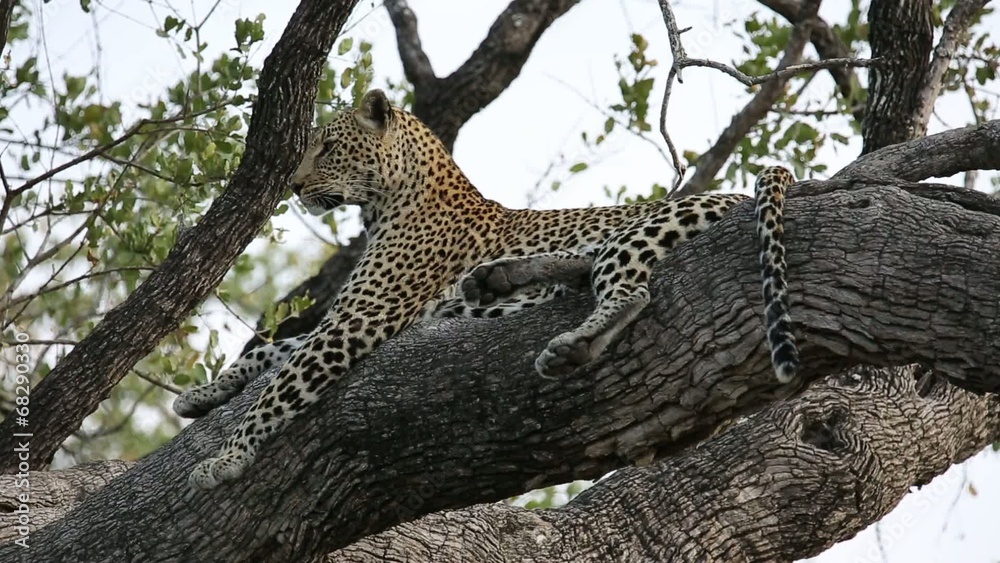 A leopard lying in a tree, Sabie-Sand nature reserve A leopard lying in a tree, Sabie-Sand nature reserve