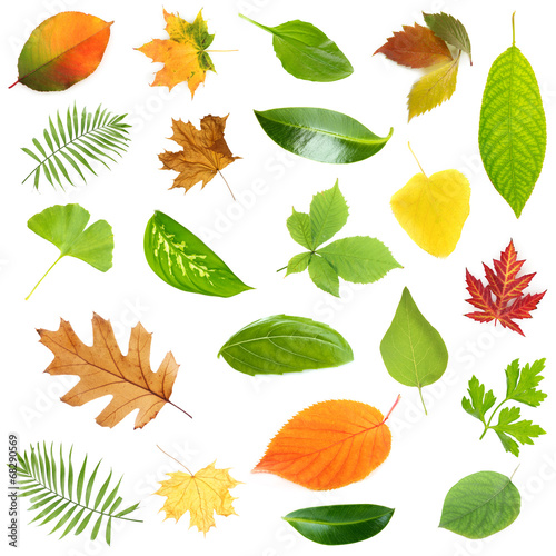 Collage of different leaves isolated on white