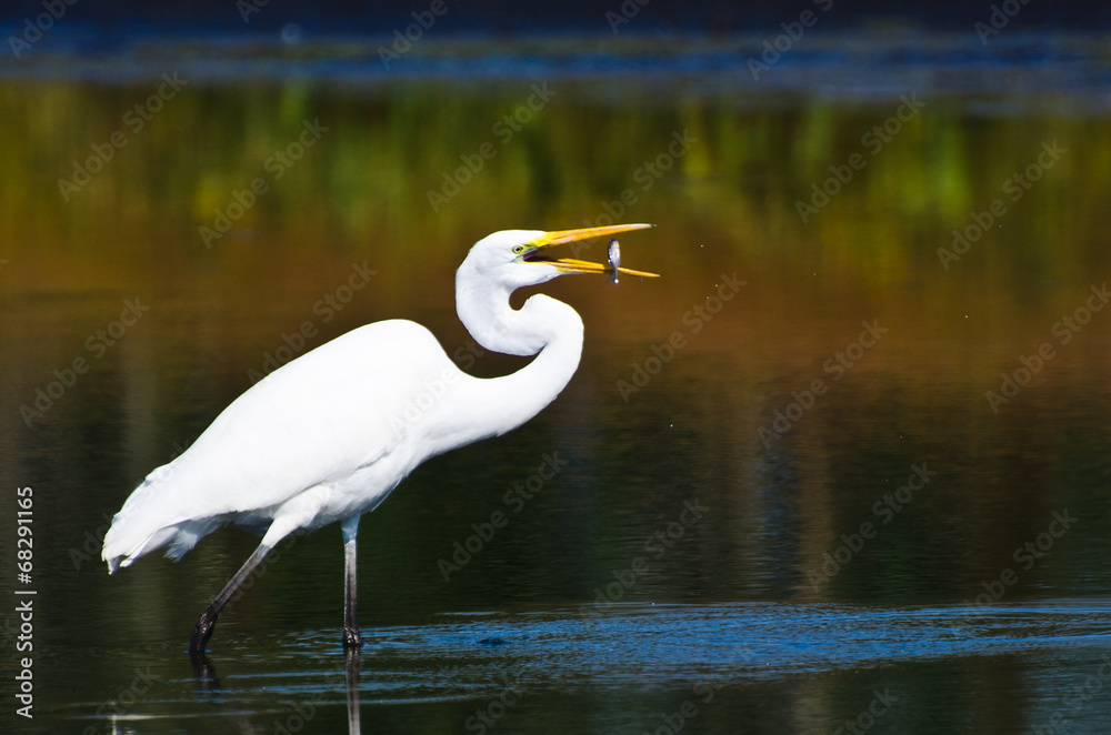 Fototapeta premium Great Egret With Caught Fish in Autumn