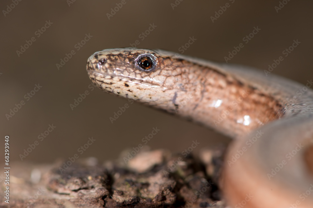 Fototapeta premium Slow Worm