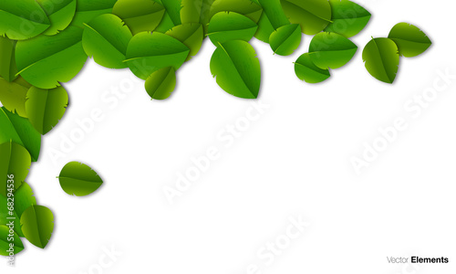 foglie, verdi photo