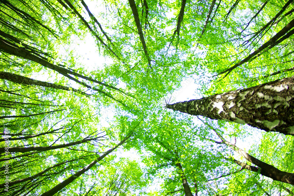 Naklejka premium green forest