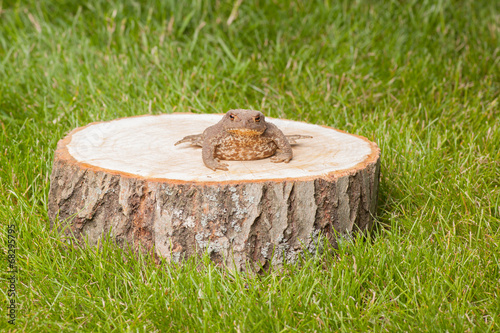 frog on the tree stump