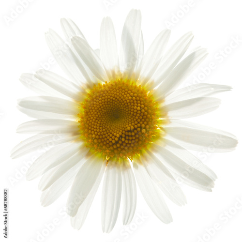 ox eye daisy