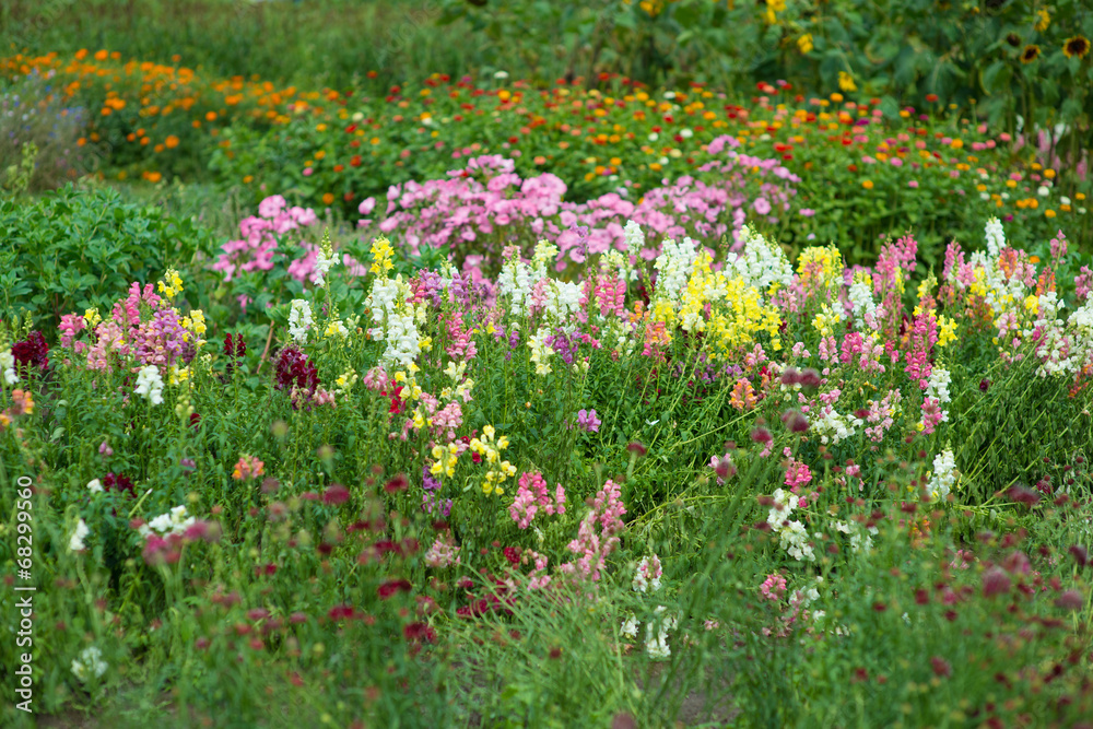 Fototapeta premium Flowers