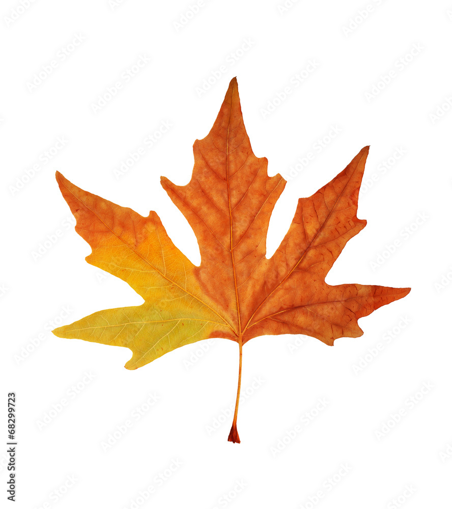 Fototapeta premium Autumn maple branch with leaves isolated on a white background