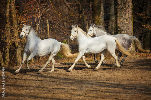 Lipizzan horses running photo
