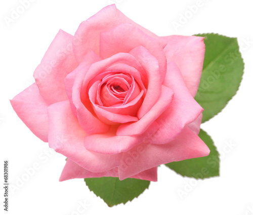 pink rose with leaves