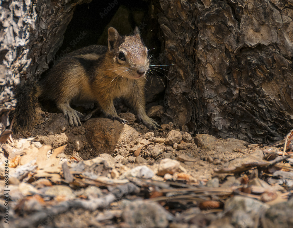 Cute little chipmunk looking towards the camera Cute little chipmunk looking towards the camera