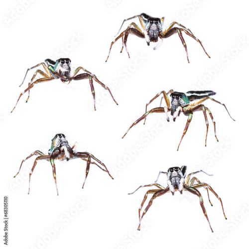 Male cosmophasis umbratica jumping spider set isolated