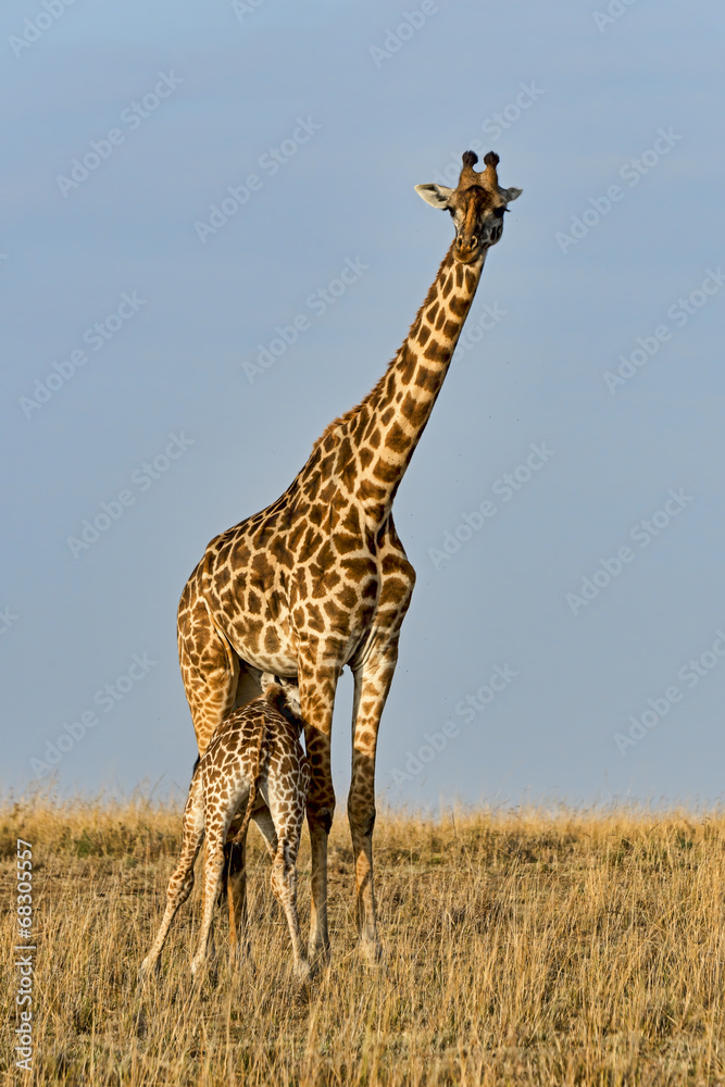Naklejka premium Kenia-Griaffe-19303