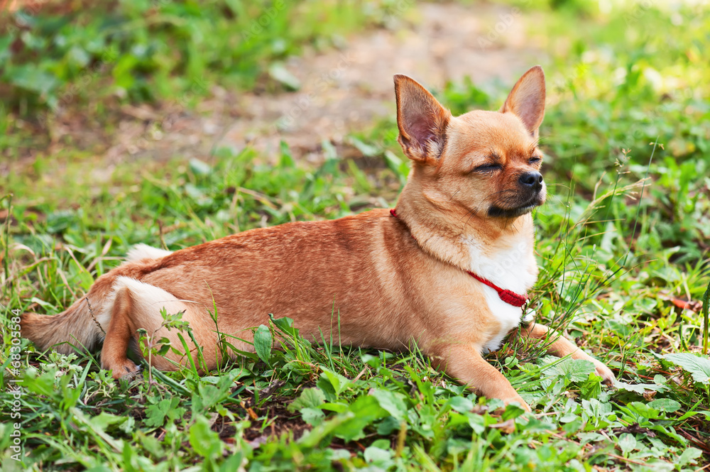 Chihuahua dog on background of green grass with eyes closed.