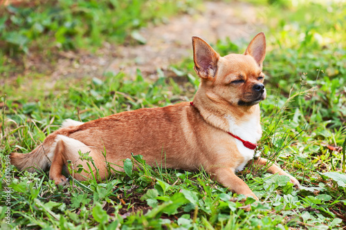 Chihuahua dog on background of green grass with eyes closed.