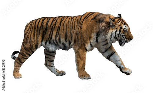 Fototapeta Naklejka Na Ścianę i Meble -  isolated on white striped tiger